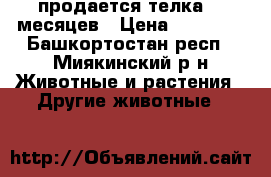 продается телка 10 месяцев › Цена ­ 25 000 - Башкортостан респ., Миякинский р-н Животные и растения » Другие животные   